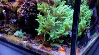 MikeC Soft Coral Reef Tank screenshot 4