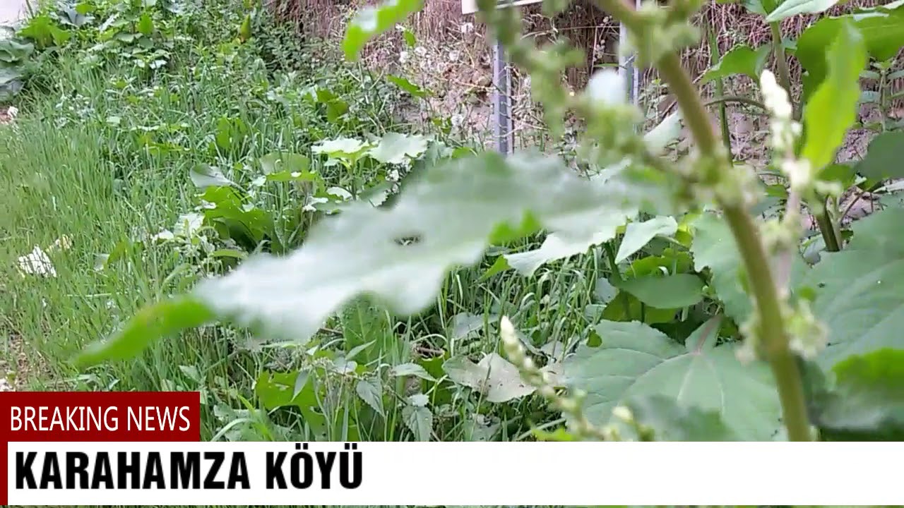 ÇATALPINAR KARAHAMZA KÖYÜ
