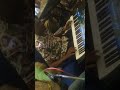 الفنانه شوشو جوبا حفله الازهري22