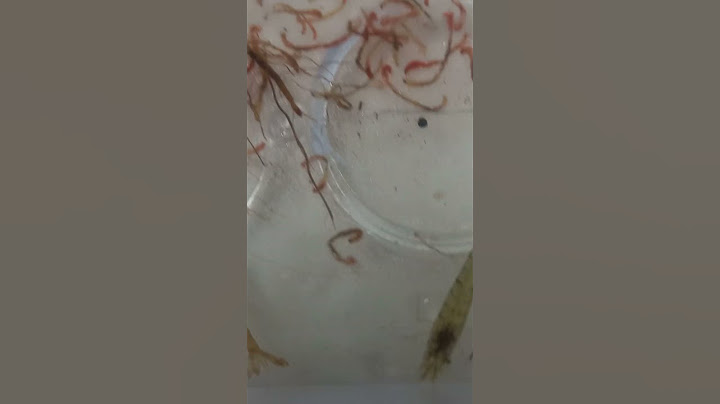 나 새우 한테 고백받았다!!!!