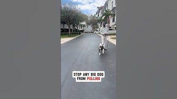 Best harness to stop your dog from pulling #doggear #harness #dogcollars #dogtraining