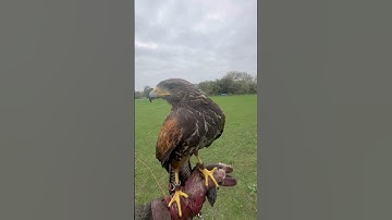 #harrishawk #raptor #hawking #falconry #birdofprey #foryou #fypシ゚viral #fypシ