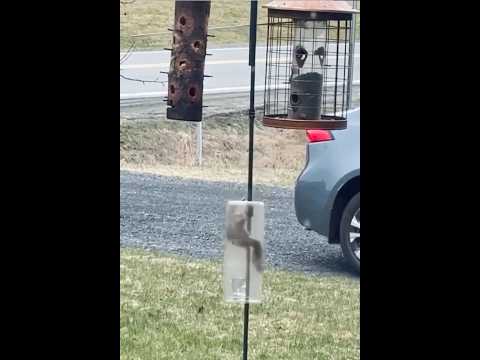 Good idea or mean?  🐿️