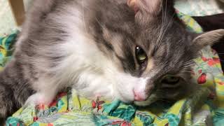 胎動を感じる猫 ノルウェージャンフォレストキャット A cat feeling a fetal movement