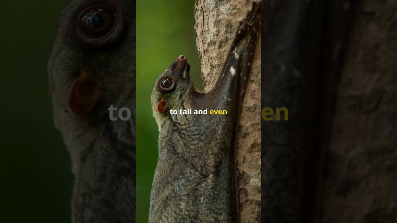 Colugo: Nature’s 200‑Foot Night Glider 🪂