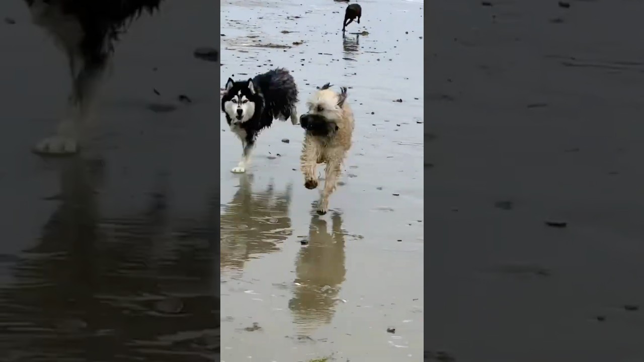 6-month-old dog recalling away from distractions