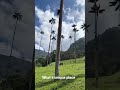 These are the tallest palm trees in the world 👀