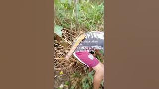 Akar Laban (akar halaban) Obat Herbal Untuk Mengobati Diabetes