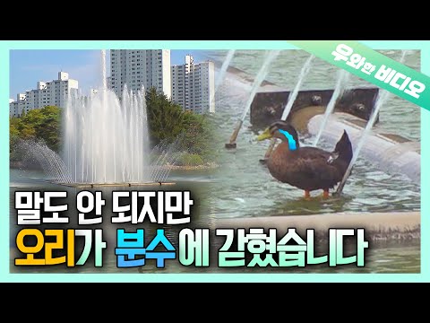Mission: Rescue the Duck Stuck in Fountain