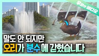 Mission: Rescue the Duck Stuck in Fountain