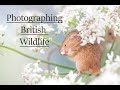 British Wildlife Photography