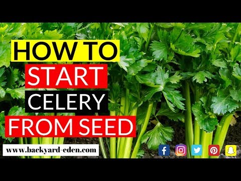 How to start Celery from Seed | Backyard Eden - Sustainable Urban Homestead