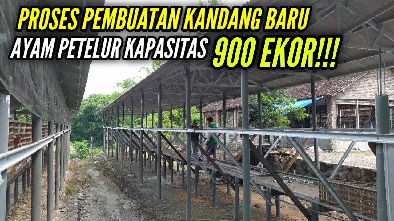 PROSES PEMBUATAN KANDANG AYAM PETELUR MODERN | KAP 900 EKOR