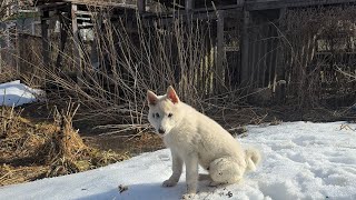 Щенок Забар в берёзках 