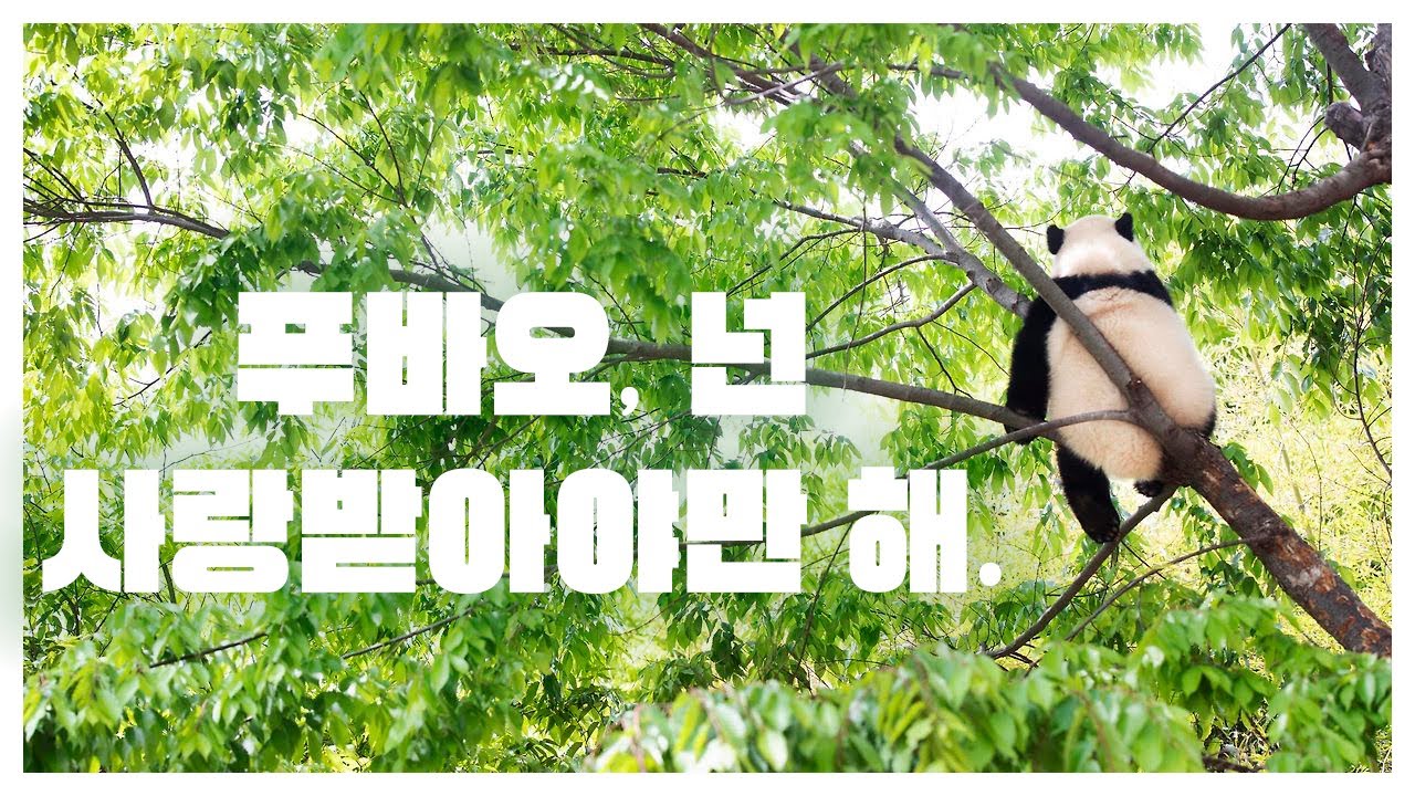 푸바오, 이 건 내가 주는 생일 선물이야. #보고싶다