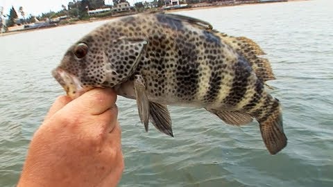 The Secret to Spotted Bass in San Diego Bay