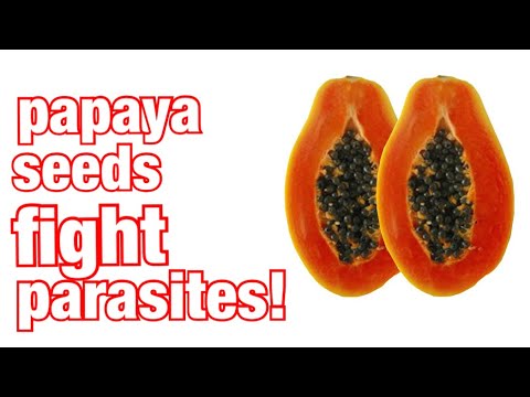 eat-papaya-seeds-for-parasite-cleanse-part-1-of-2