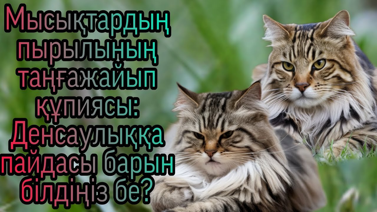 Катя онлайн үй порно Альна Водонаевамен порно видео