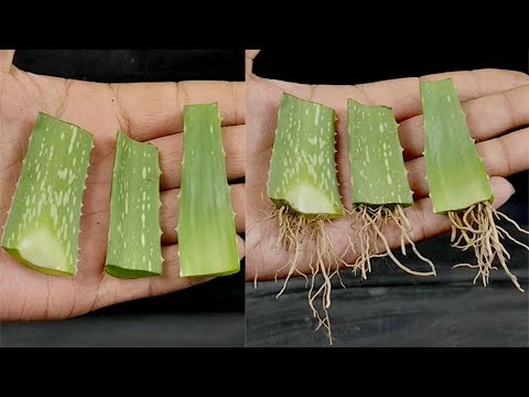 Video: Aloe Plant Division - Paano At Kailan Paghihiwalayin ang Aloe Plants