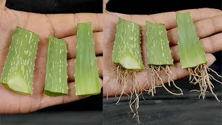 Growing aloe vera tree from leaf cuttings | aloe vera leaf planting