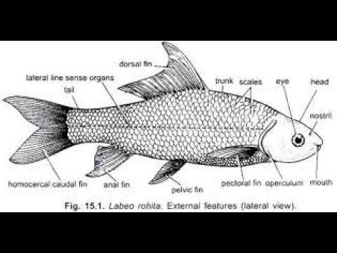 Digestive glands and swim bladder in Labeo - Part 2