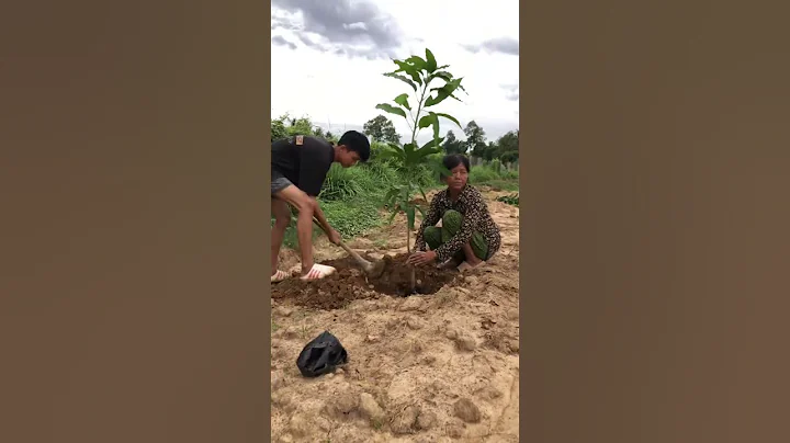 Mango cultivation activities #mango #farming #fruit #satisfying #video #viralvideo #shorts #youtube