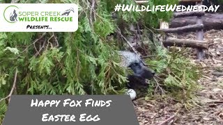 Funny fox gets excited about finding Easter egg