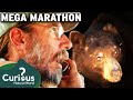 Bear Wrangler Steve Searles Saves Terrified Locals | Full Episodes | Curious?: Natural World