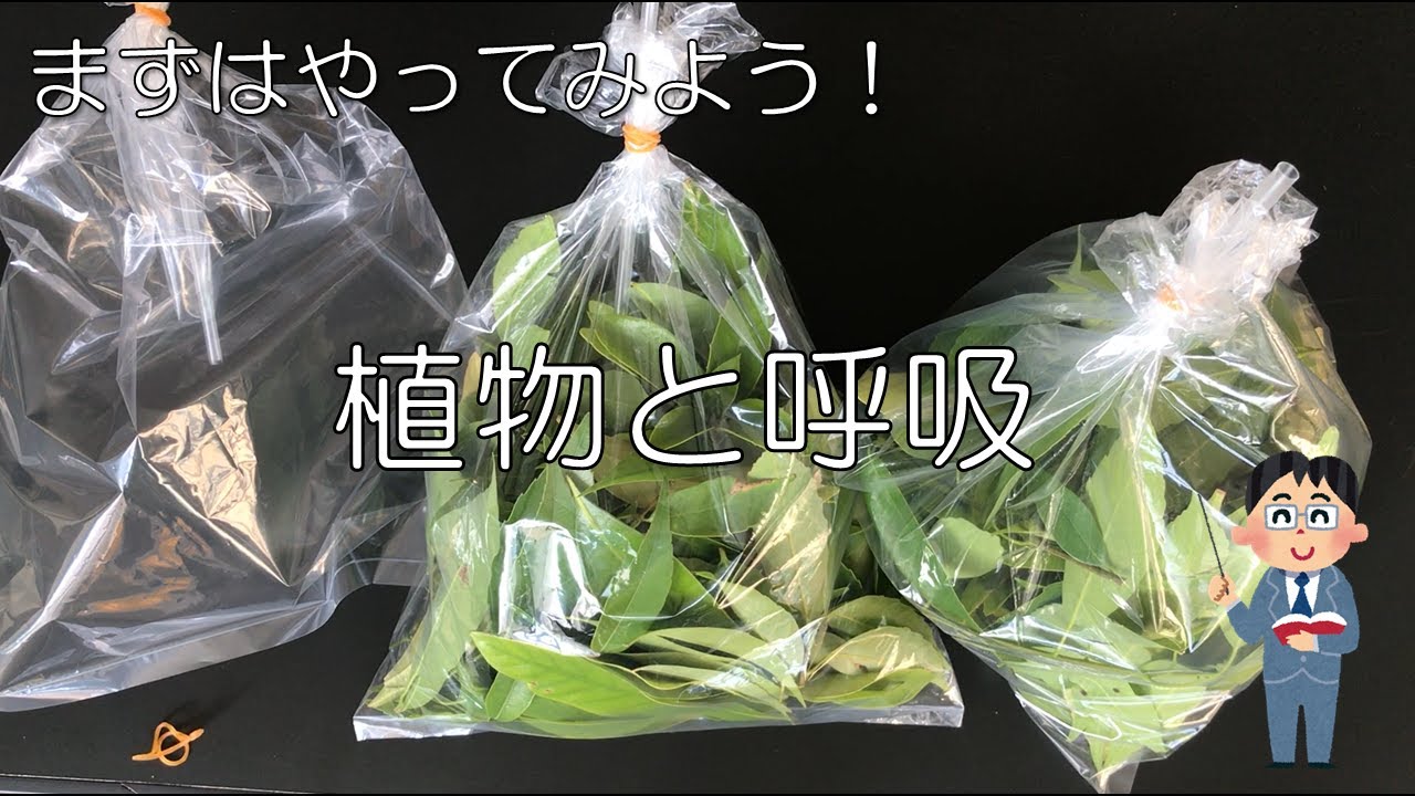 中２理科 植物のからだとはたらき 植物と呼吸 Youtube