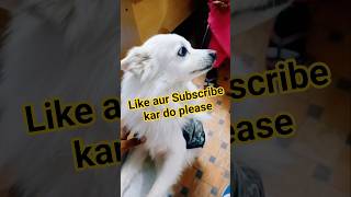 Animal Lover #shorts #ytshorts #cutedog #viral @AmrendraBlog74 #AmrendraBlog74