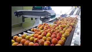 SNPSYSTEM-PLUM SORTING 자두(농소농협)