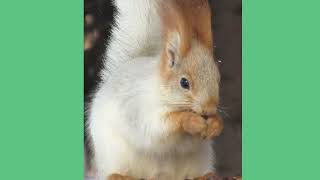 Типичная жизнь рыжей белки - Typical life of a red squirrel - Vita tipica di uno scoiattolo rosso