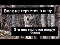 Цитаты волка | волк из инстаграм , подборка цитат | Мудрость волка | безумно можно быть первым ☝️