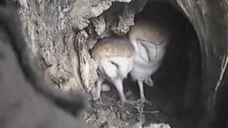 Welcome Home Starr Park Barn Owls 2010