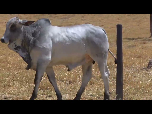 bateria 02 - LEILÃO FAZENDA SANTA TEREZA - REPRODUTORES DO FUTURO