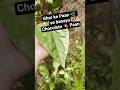 Iska swaad hi alag hai 💚 🌿 #garden #home #funny #nature #cooking #betal #paan
