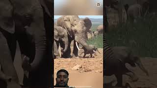 MOTHER ELEPHANT 🐘..#trending #viral #shorts