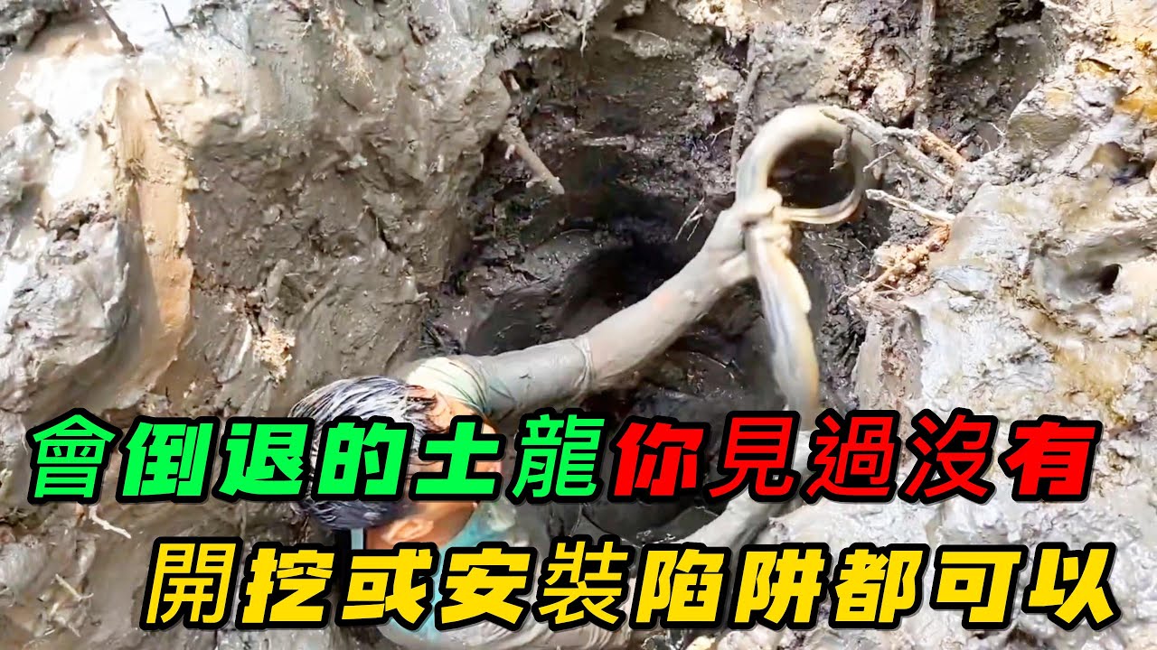 會倒退的土龍你見過沒有,捕捉土龍可以直接開挖,也可以安裝陷阱,你知道值多少錢嗎《活在當下》 - YouTube