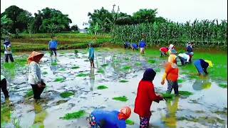 Download Lagu Musim Tandur Pari MP3