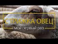 Стрижка овец. Мой первый раз.