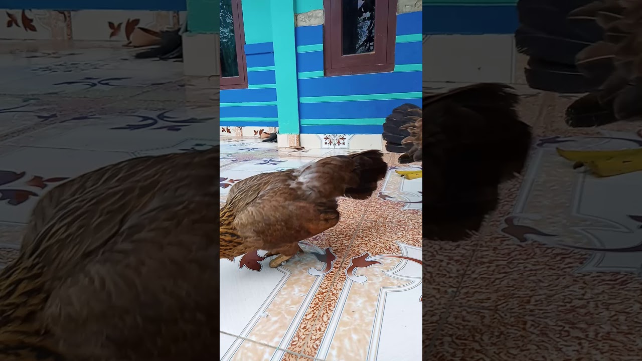 Ayam paling aneh - YouTube