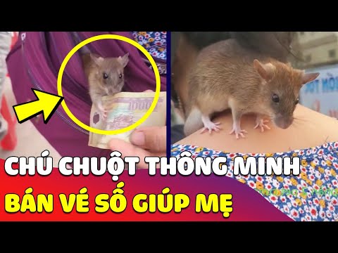 Video Độc lạ 'CHÚ CHUỘT' ở Bến Tre, biết làm thu ngân cùng... - youtube