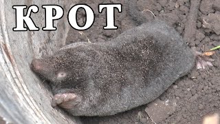 видео: Как поймать КРОТА на ВЕДРО ? картинка: Как поймать КРОТА на ВЕДРО ?