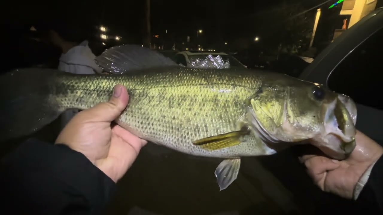 Late night bass fishing in the hood  !(Heavy Breathing Warning !)