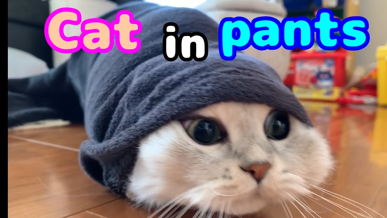 ズボンとペルシャ猫 Cat In Pants Youtube ズボンとペルシャ猫 Cat In Pants Youtube