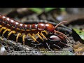 Daily Animal – Episode 117: Asian Giant Centipede – Night Hunter of the Leaf Litter