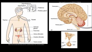 Grade 12 Life Sciences Responding to the Environment The Endocrine System