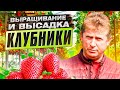 Михаил Павливский о клубнике. Часть 2