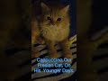 Another Beautiful Moment With Cappu, Our Persian Cat. #fypviral #petlover#felinecommunication #fur.
