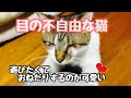 目の不自由な猫のおねだりが可愛い過ぎました！